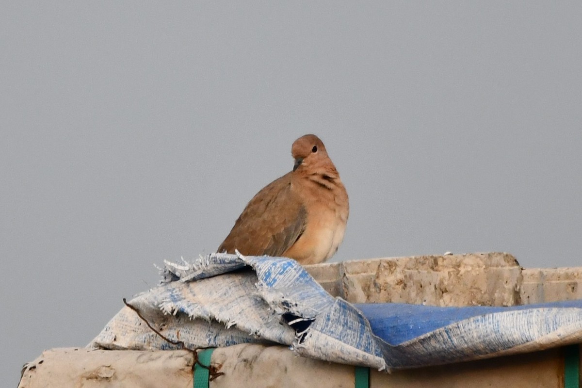 Tórtola Senegalesa - ML619925857