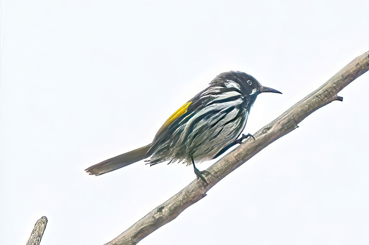 New Holland Honeyeater - ML619925868