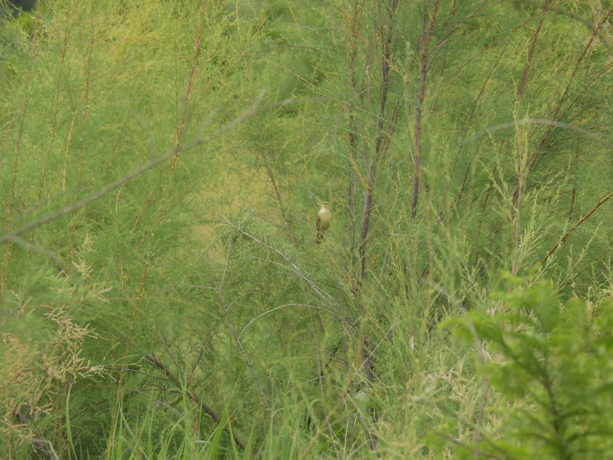 Black-browed Reed Warbler - ML619925871