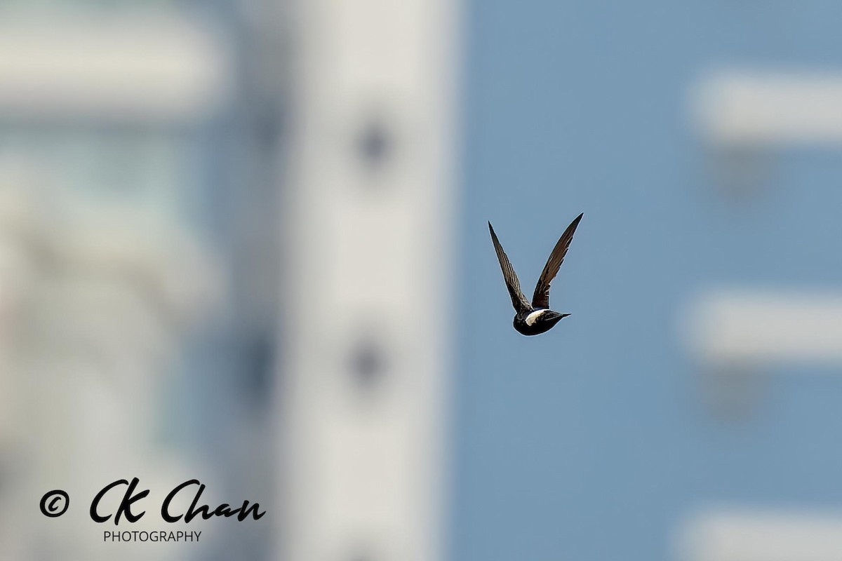 House Swift - Chee Keong Chan