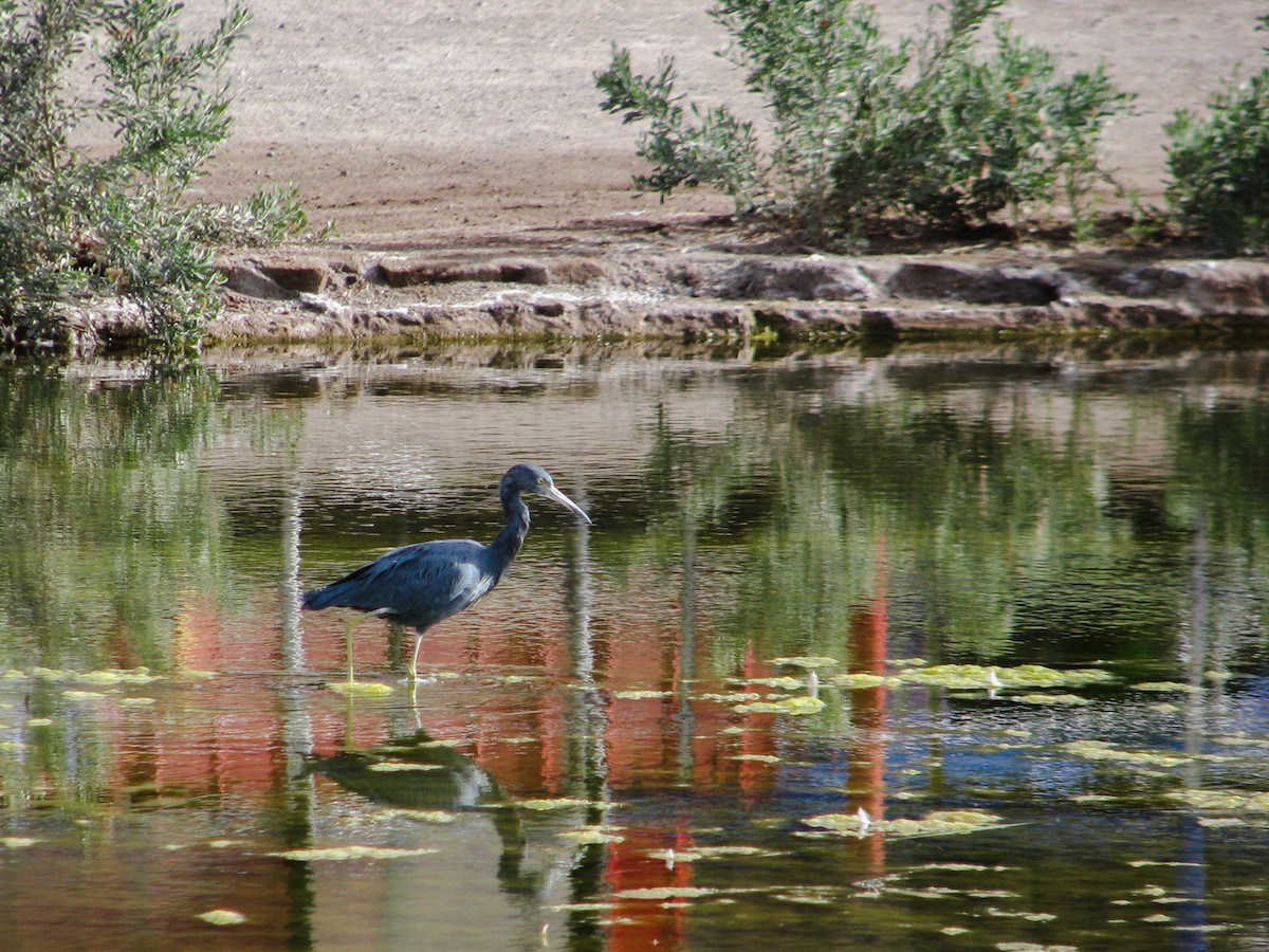 Little Blue Heron - ML619925939