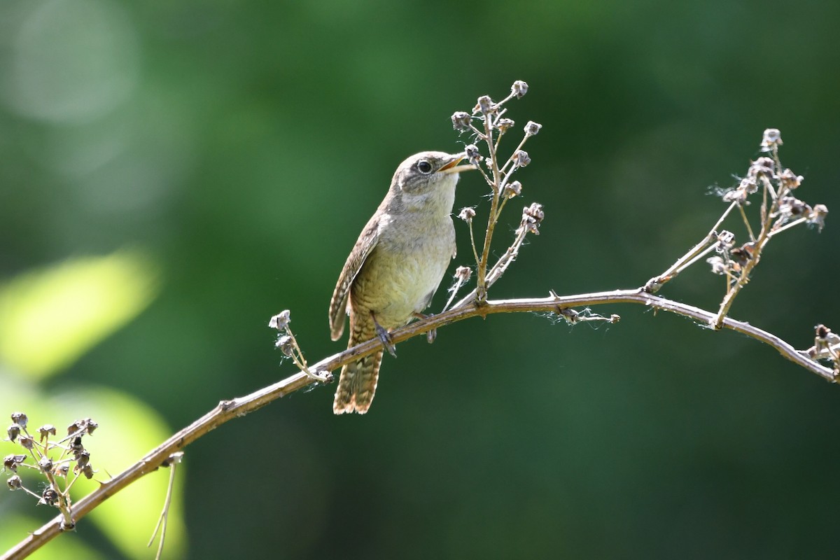 House Wren (Northern) - ML619925942