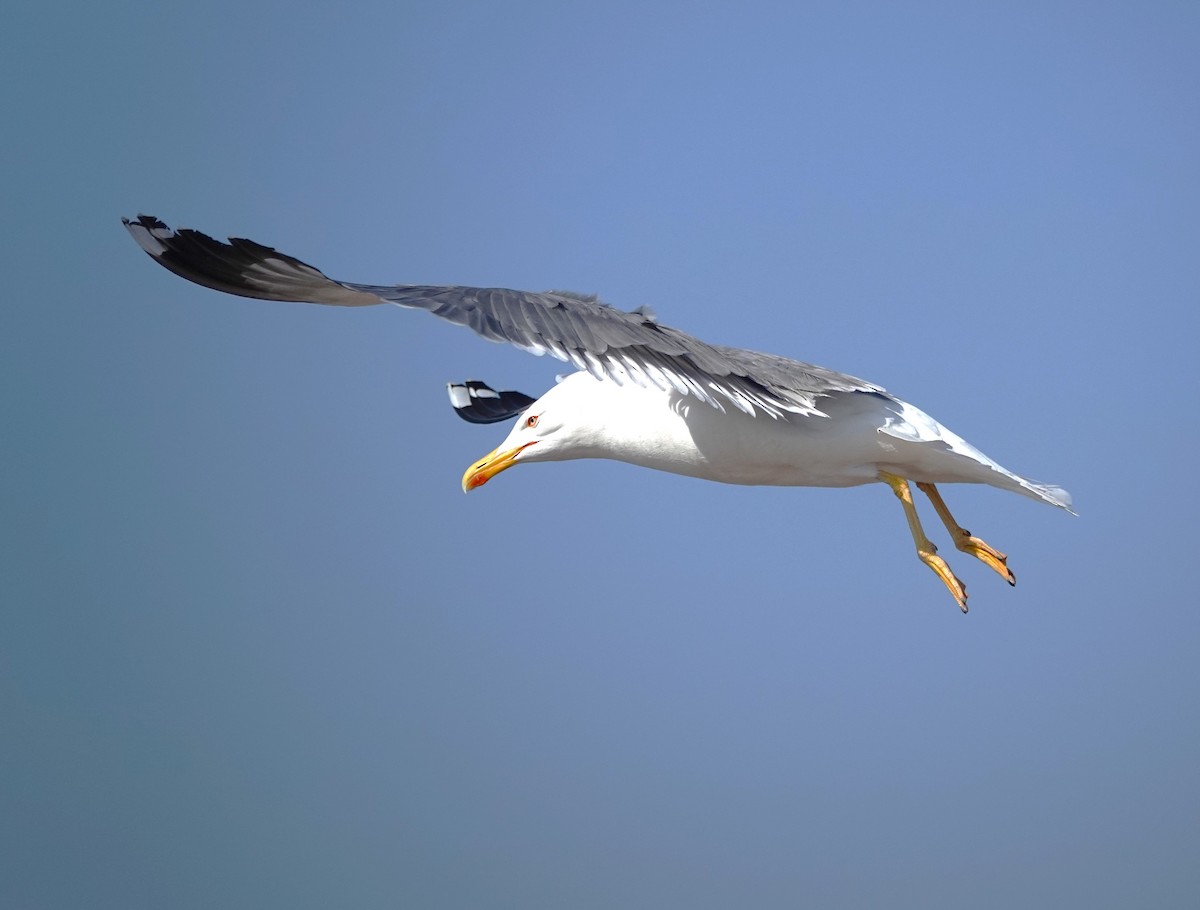 Yellow-legged Gull - ML619925944