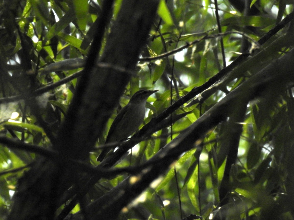 Mosquitero Boreal - ML619925947