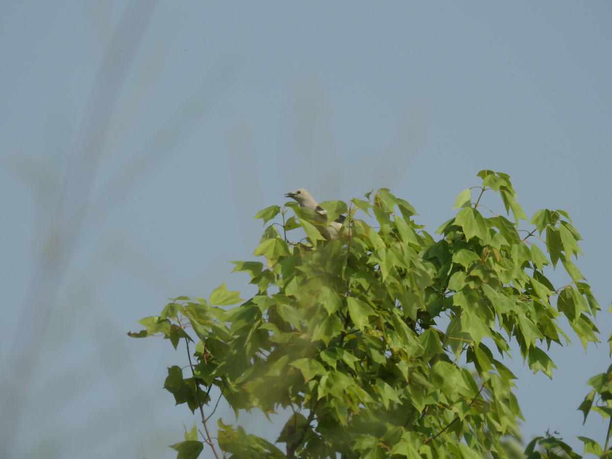 Daurian Starling - ML619925960