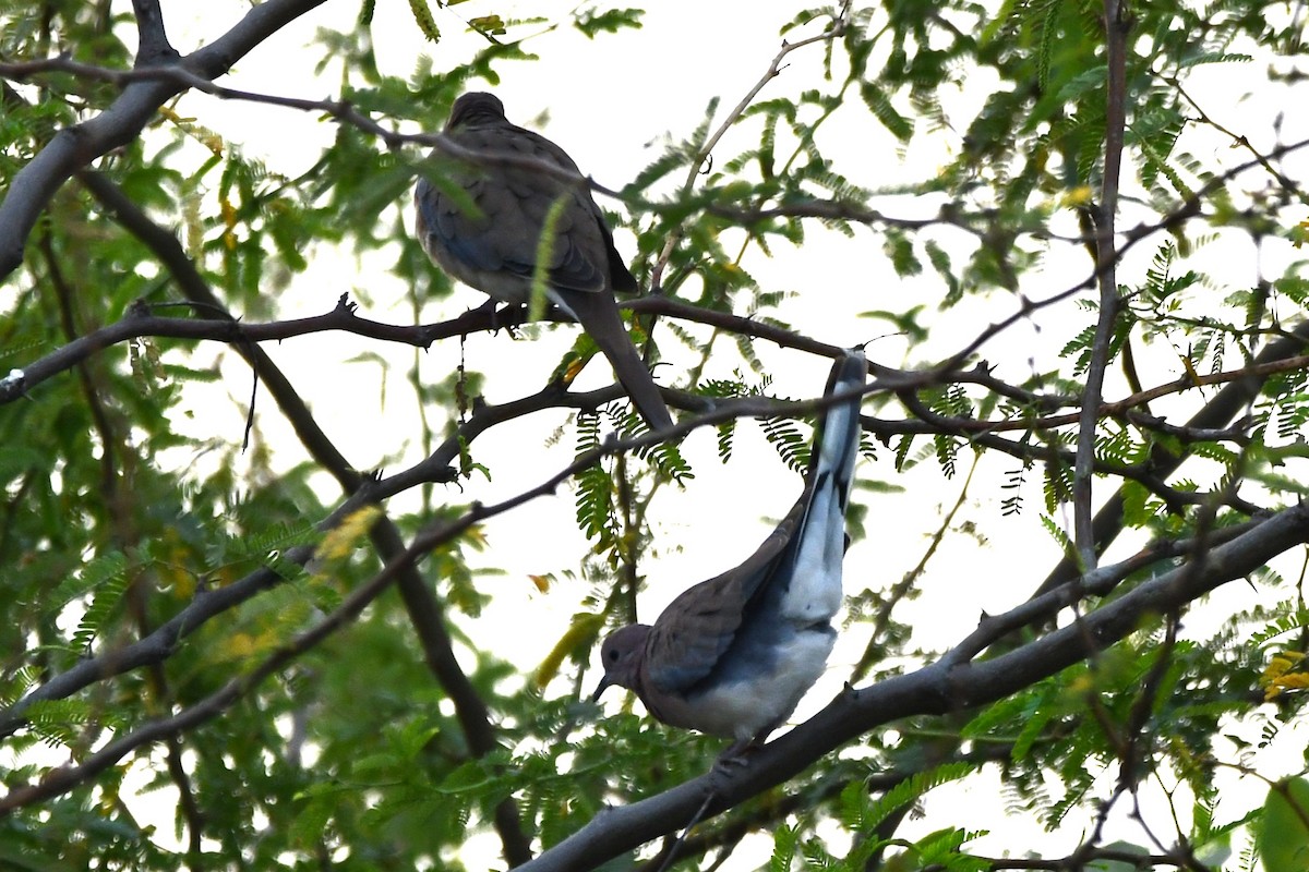 Laughing Dove - ML619925962