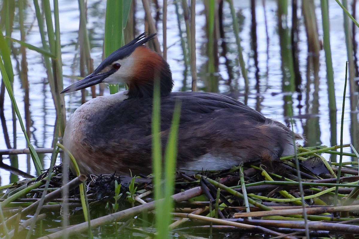 Great Crested Grebe - ML619925976