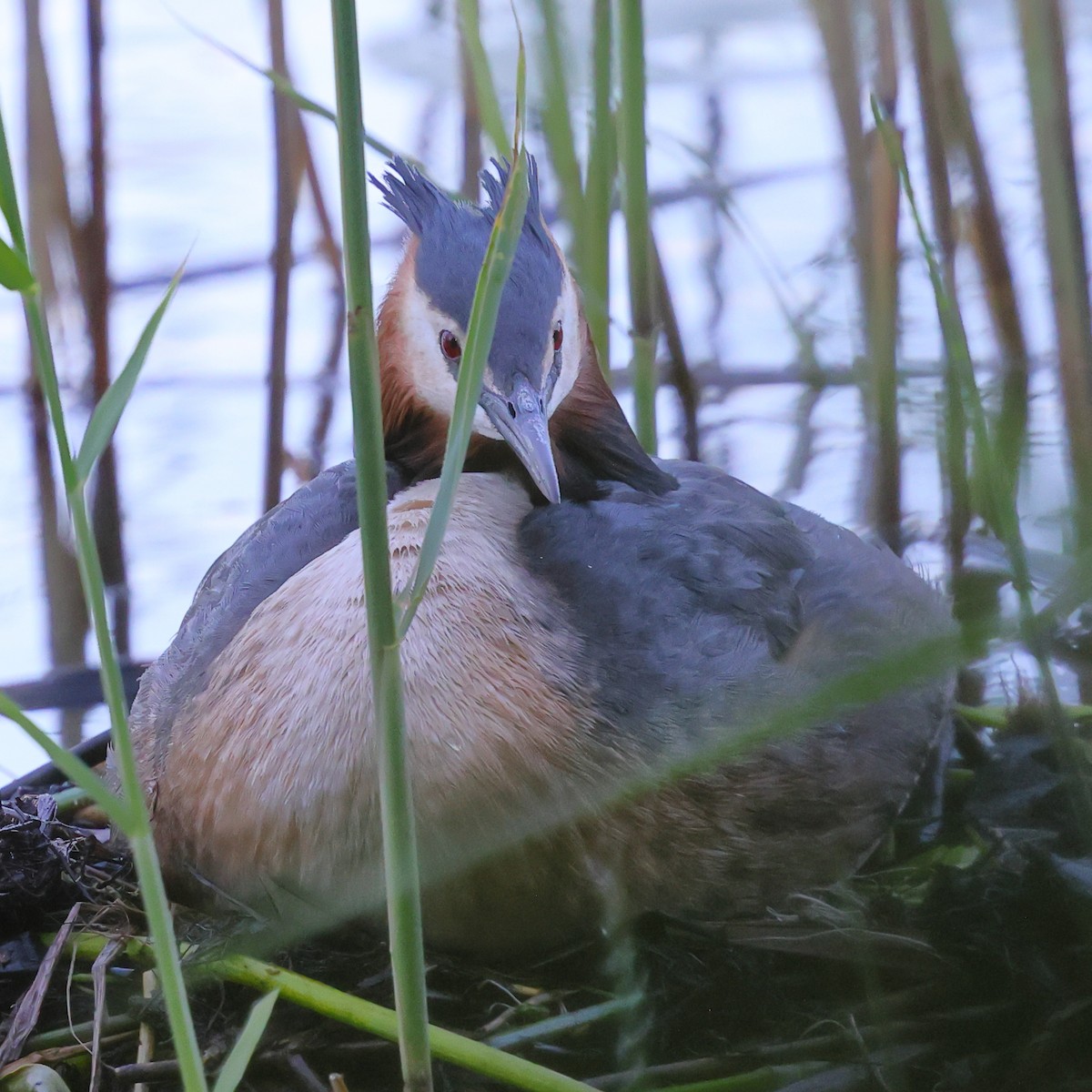 Great Crested Grebe - ML619925981