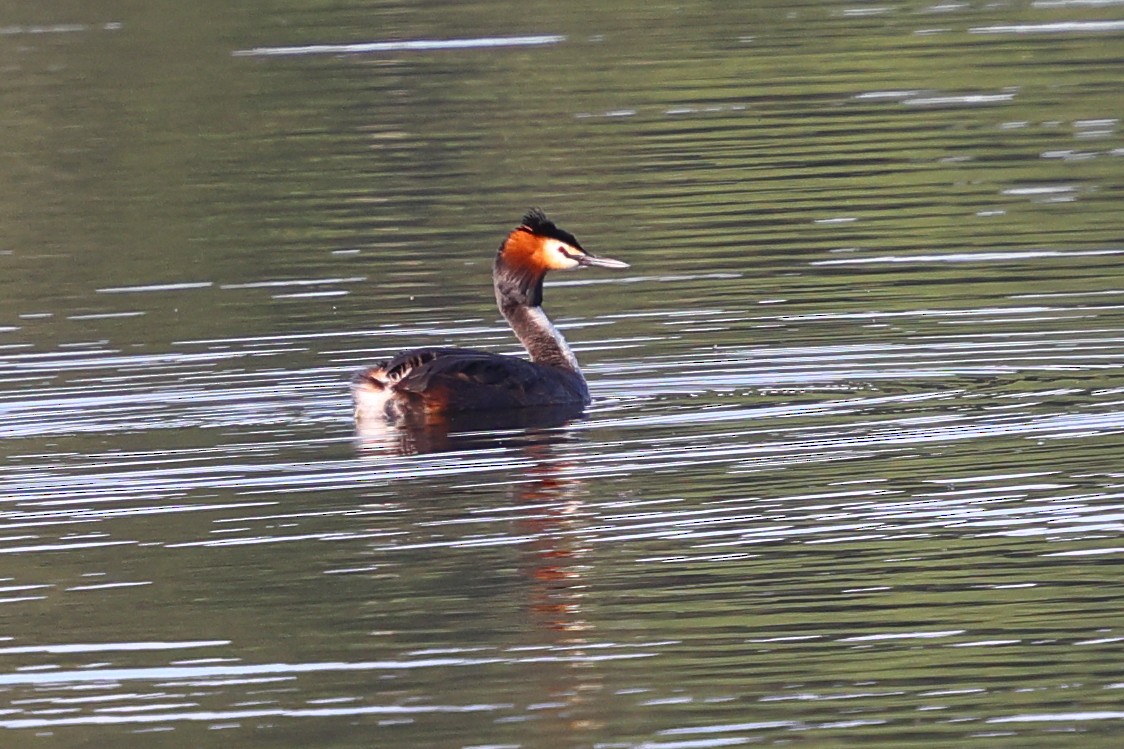 Great Crested Grebe - ML619925982