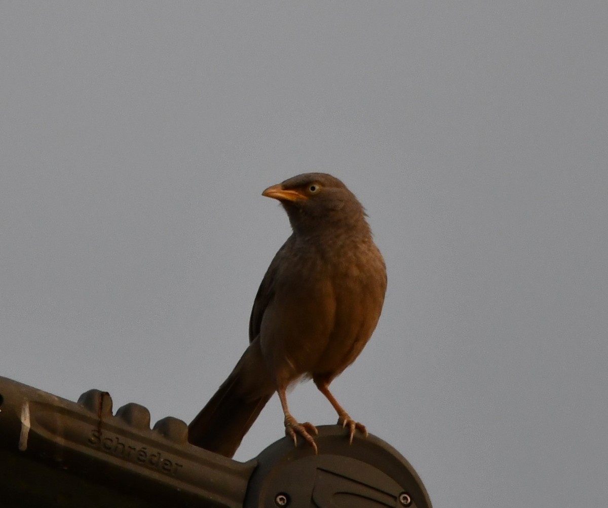 Jungle Babbler - ML619925988