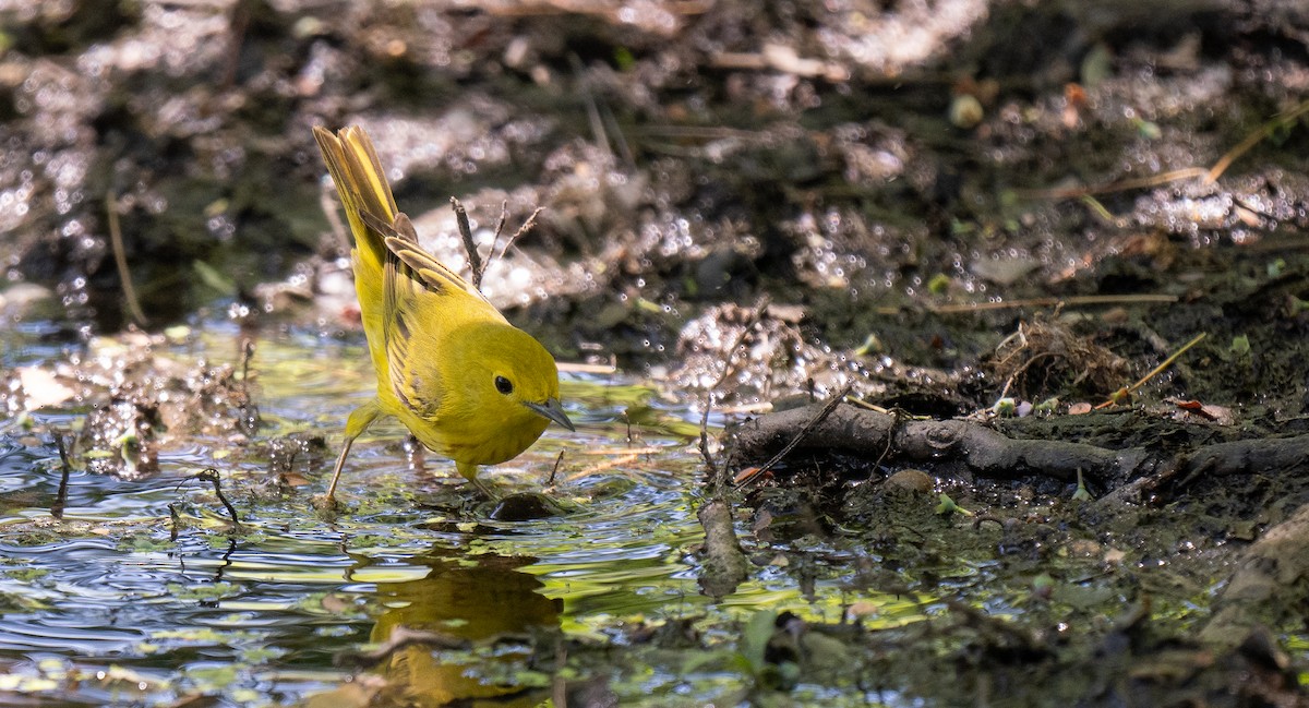 Yellow Warbler - ML619925997