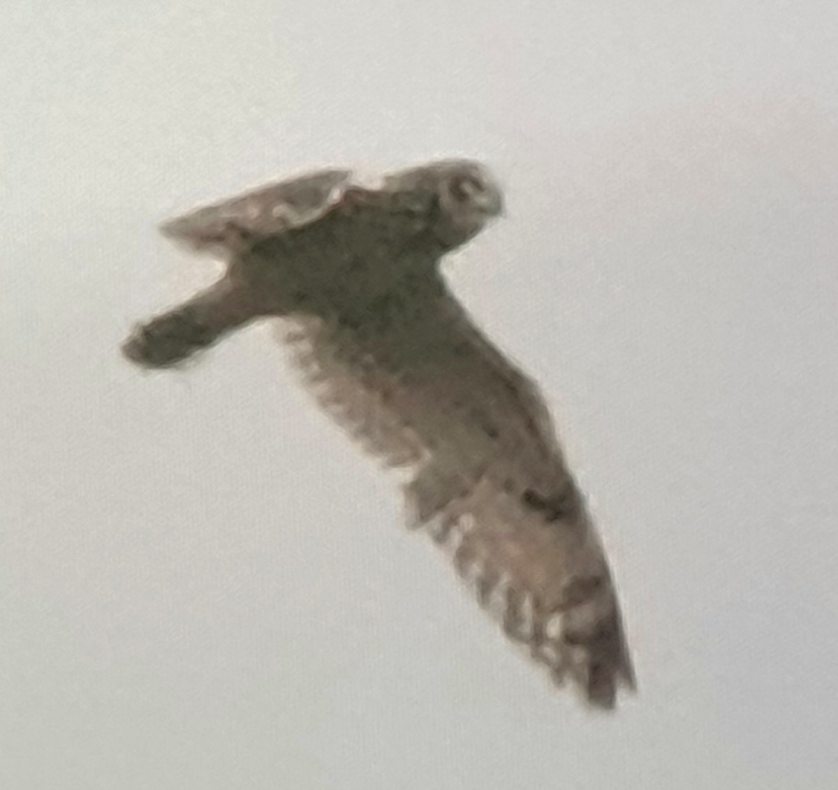 Short-eared Owl - ML619926004