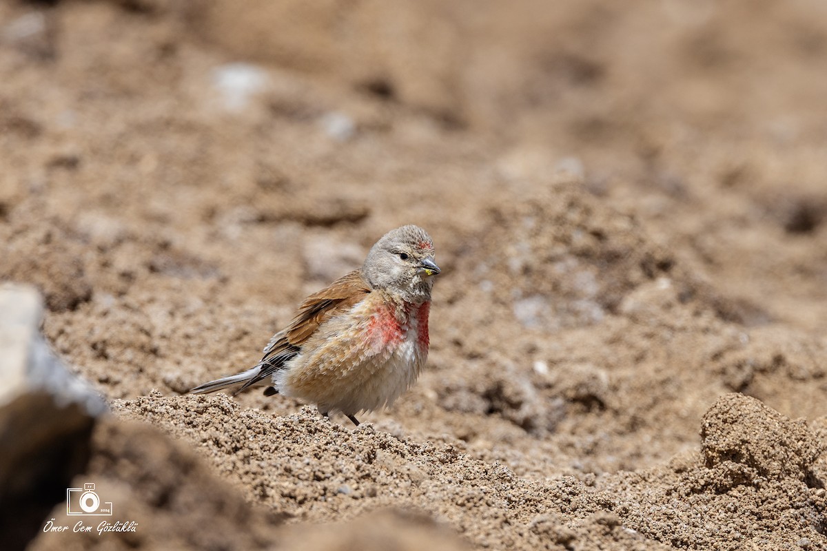 Eurasian Linnet - ML619926007