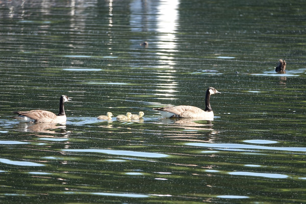 Canada Goose - ML619926022