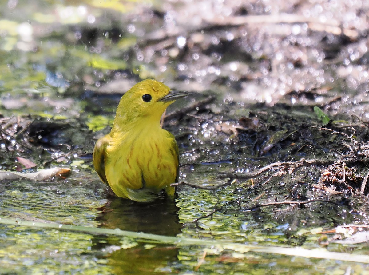 Paruline jaune - ML619926023