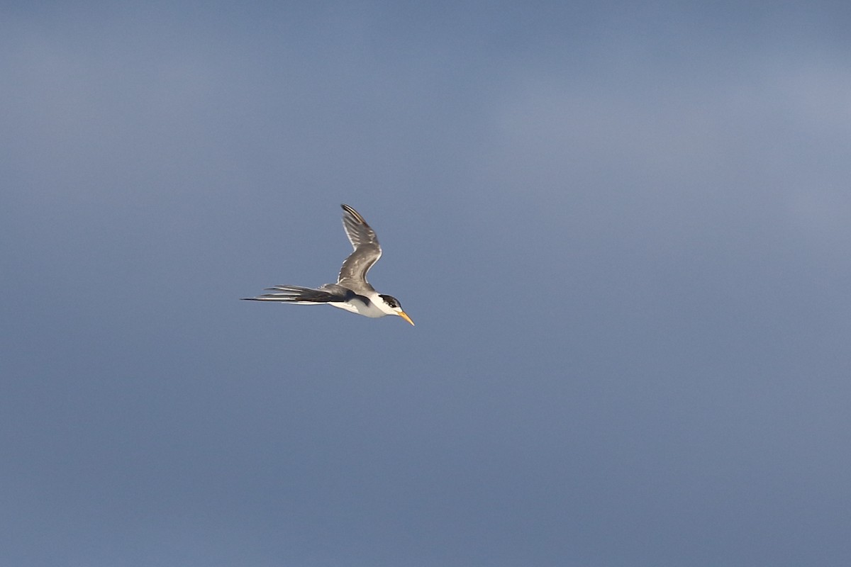 Great Crested Tern - ML619926027