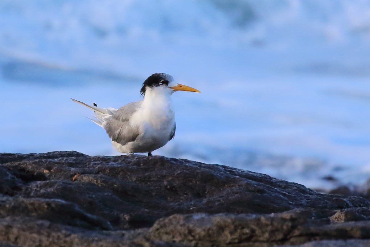 Great Crested Tern - ML619926030