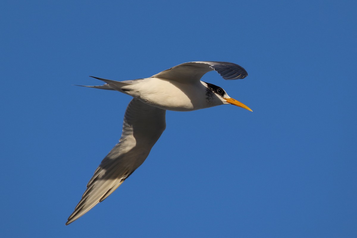 Great Crested Tern - ML619926035