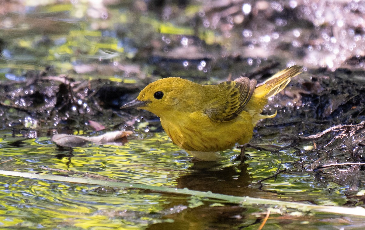 Yellow Warbler - ML619926043