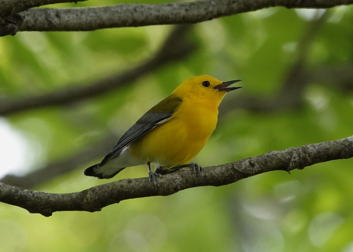 Prothonotary Warbler - ML619926051