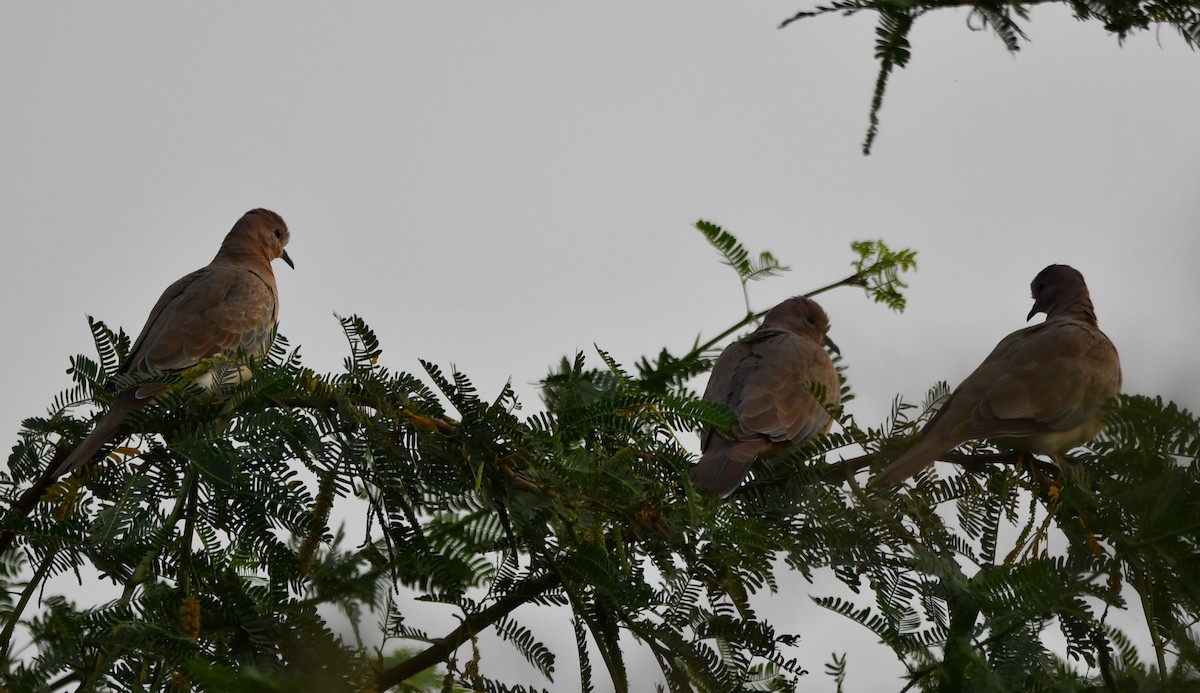 Laughing Dove - ML619926054