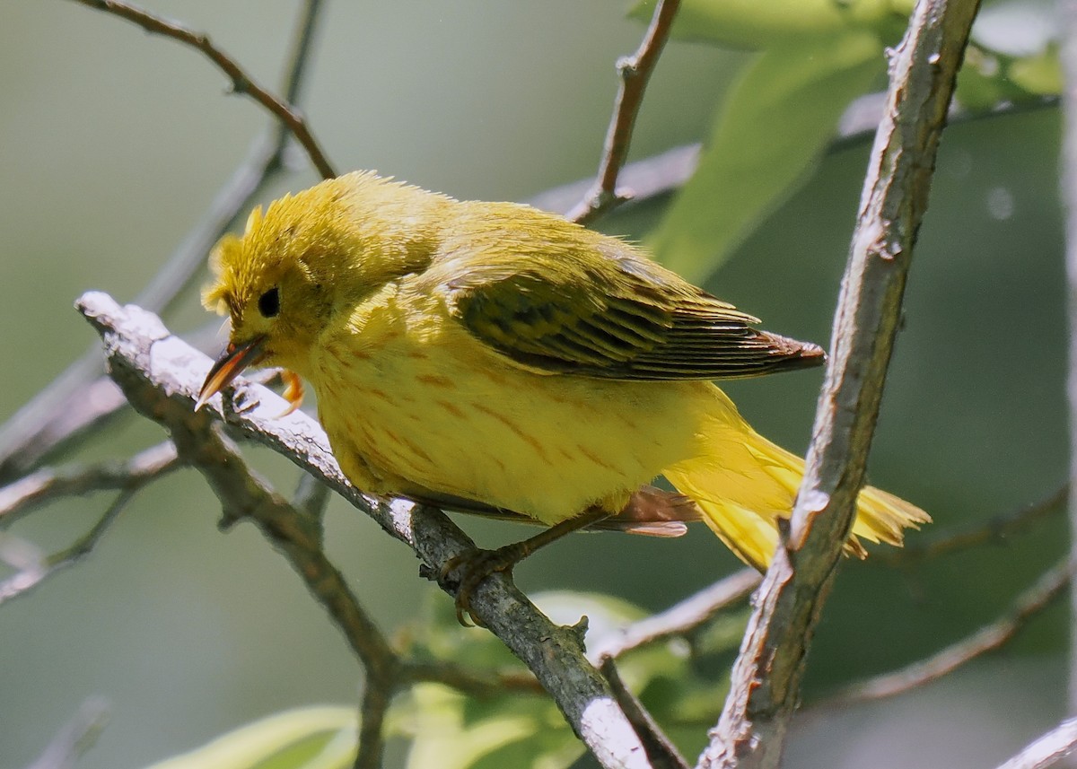 Paruline jaune - ML619926060