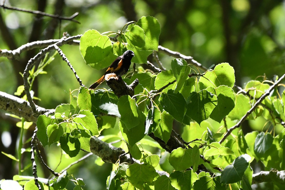 American Redstart - ML619926065