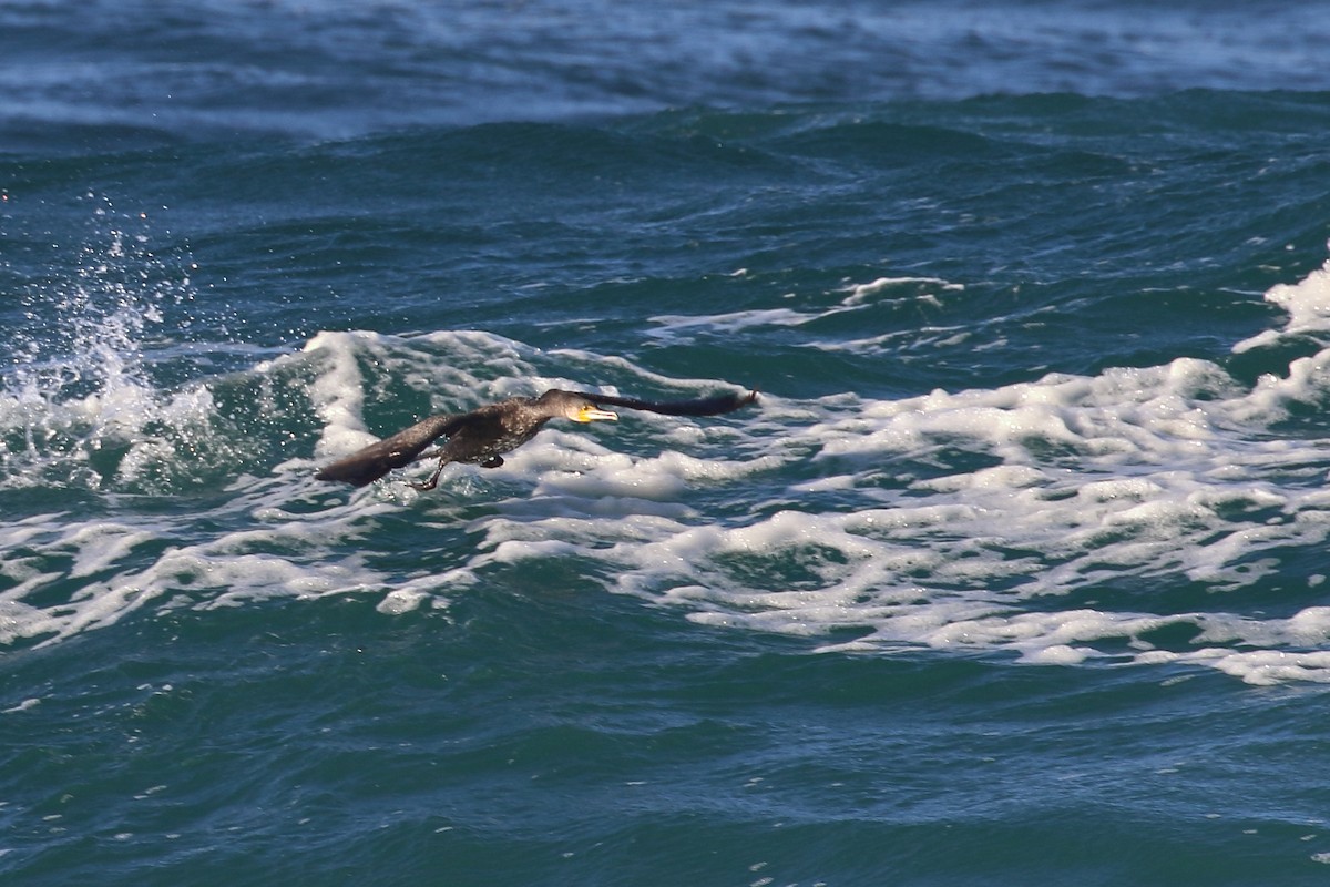 Great Cormorant - ML619926066