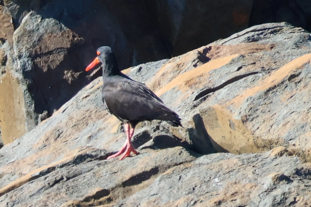 Sooty Oystercatcher - ML619926068