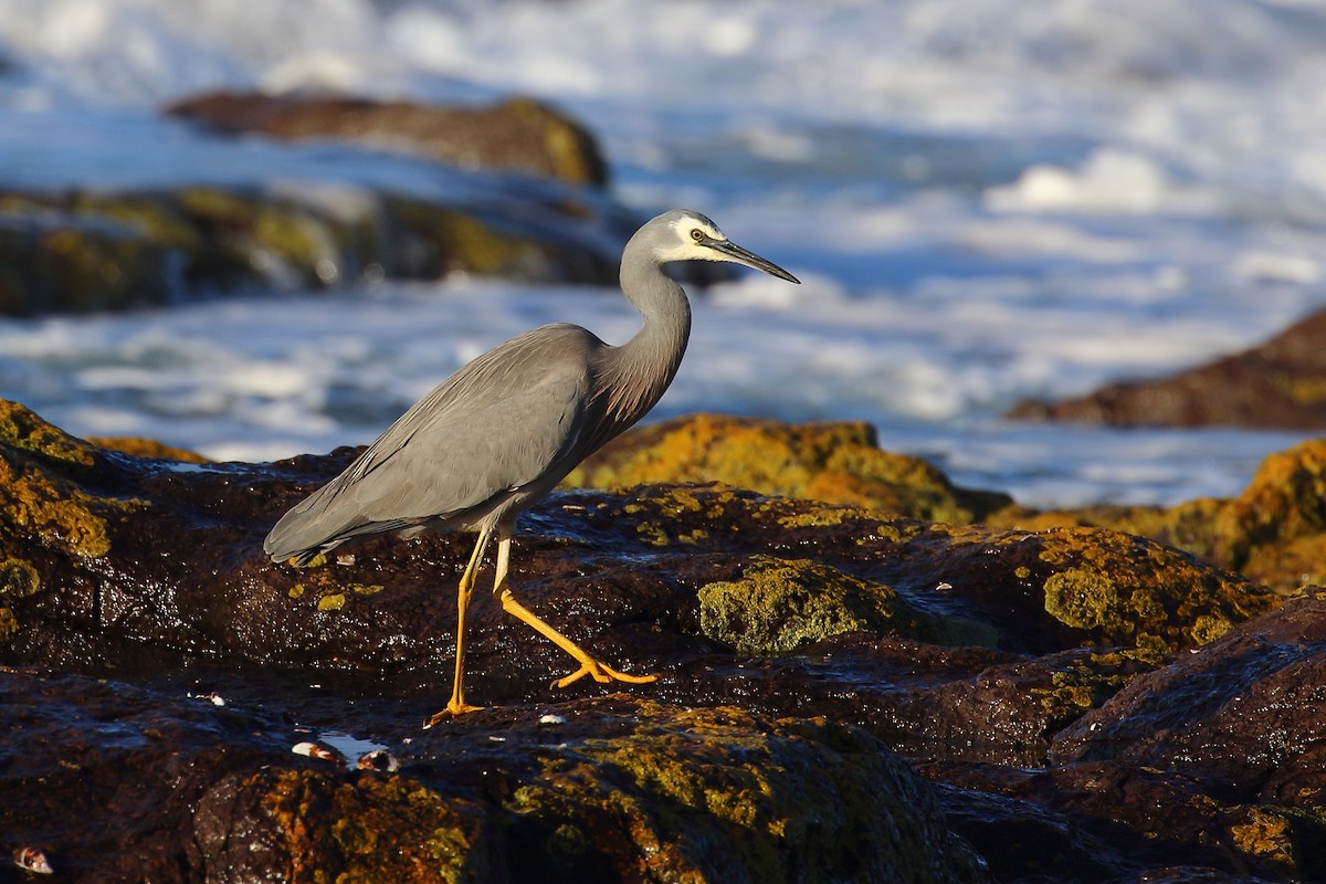 White-faced Heron - ML619926072