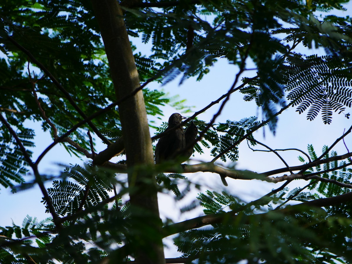 Rarotonga Starling - ML619926075