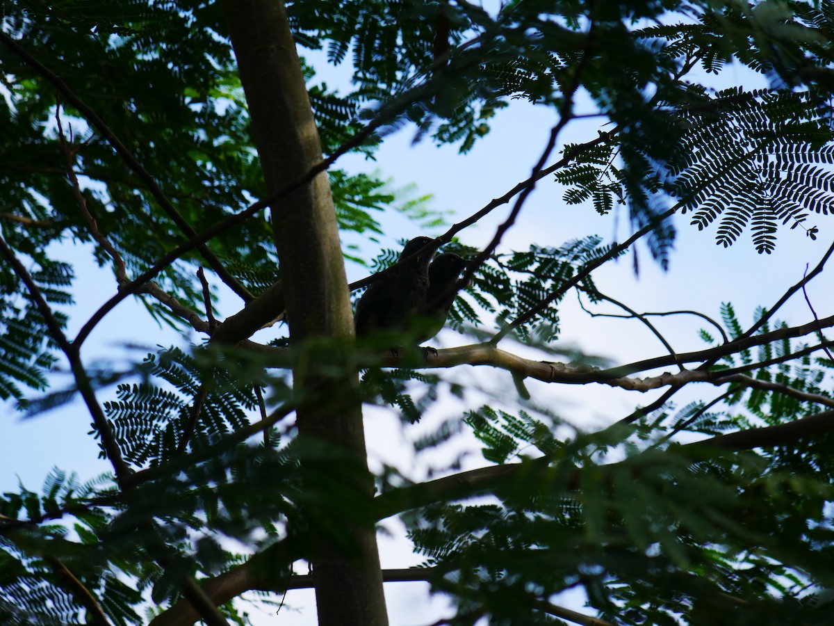 Rarotonga Starling - ML619926076