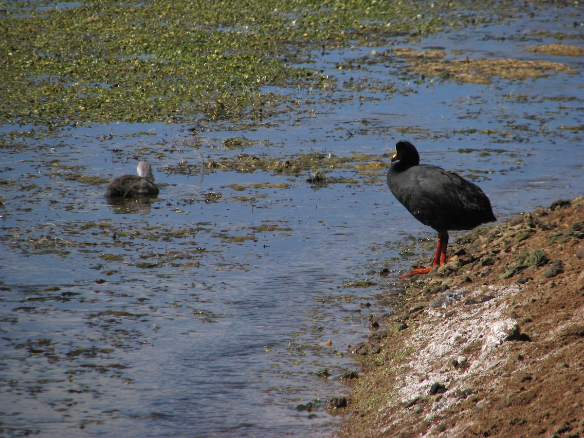 Giant Coot - ML619926079
