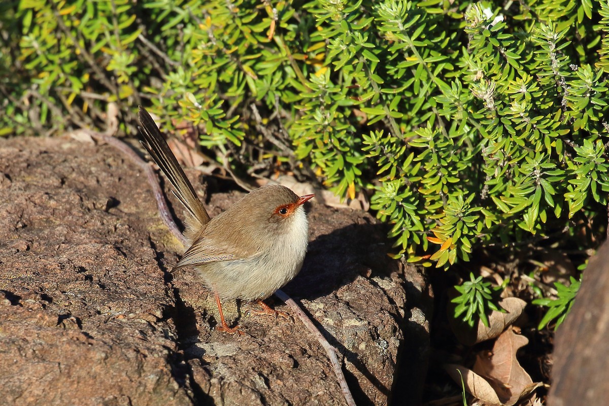 Superb Fairywren - ML619926083