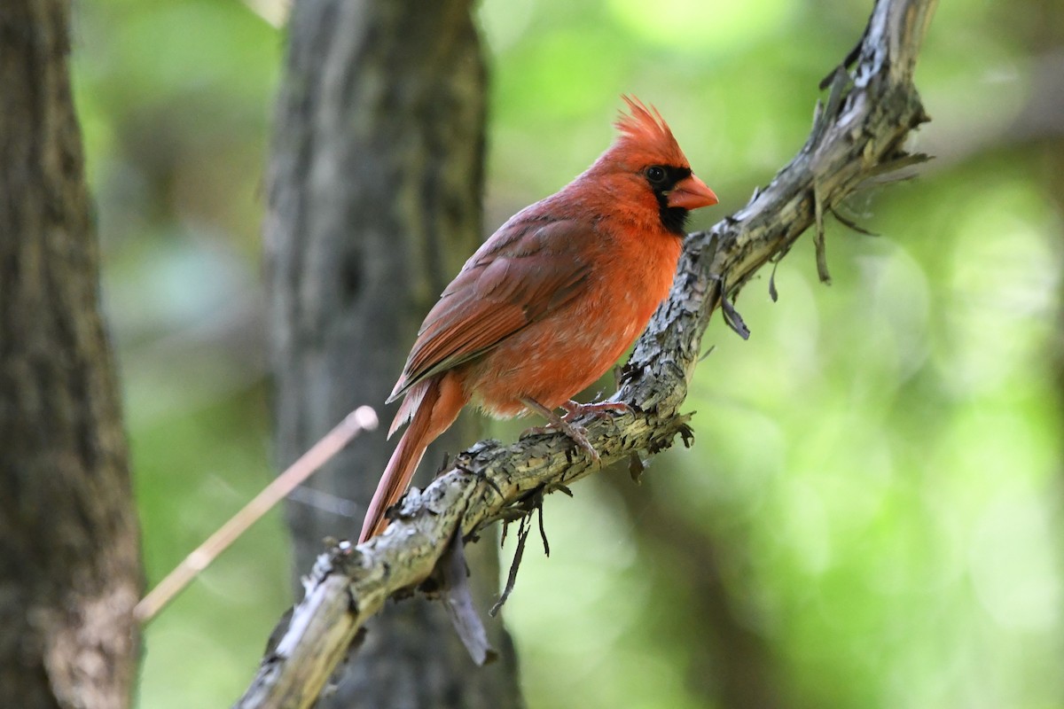 Cardinal rouge - ML619926087
