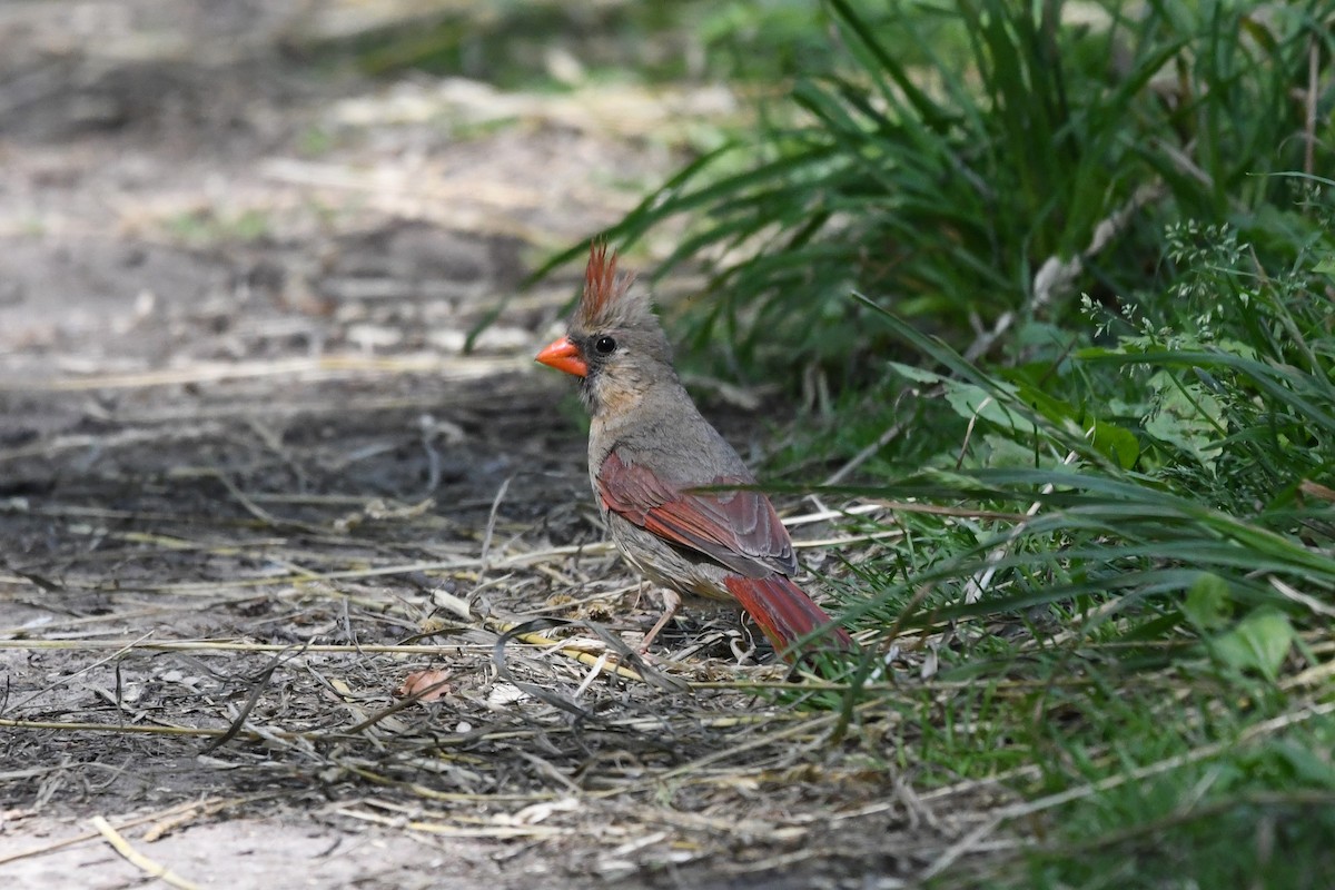 Cardinal rouge - ML619926088