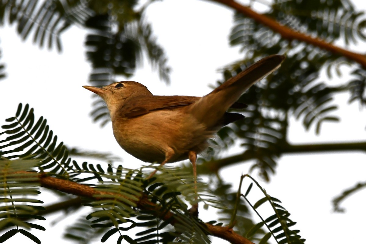 Blyth's Reed Warbler - ML619926090