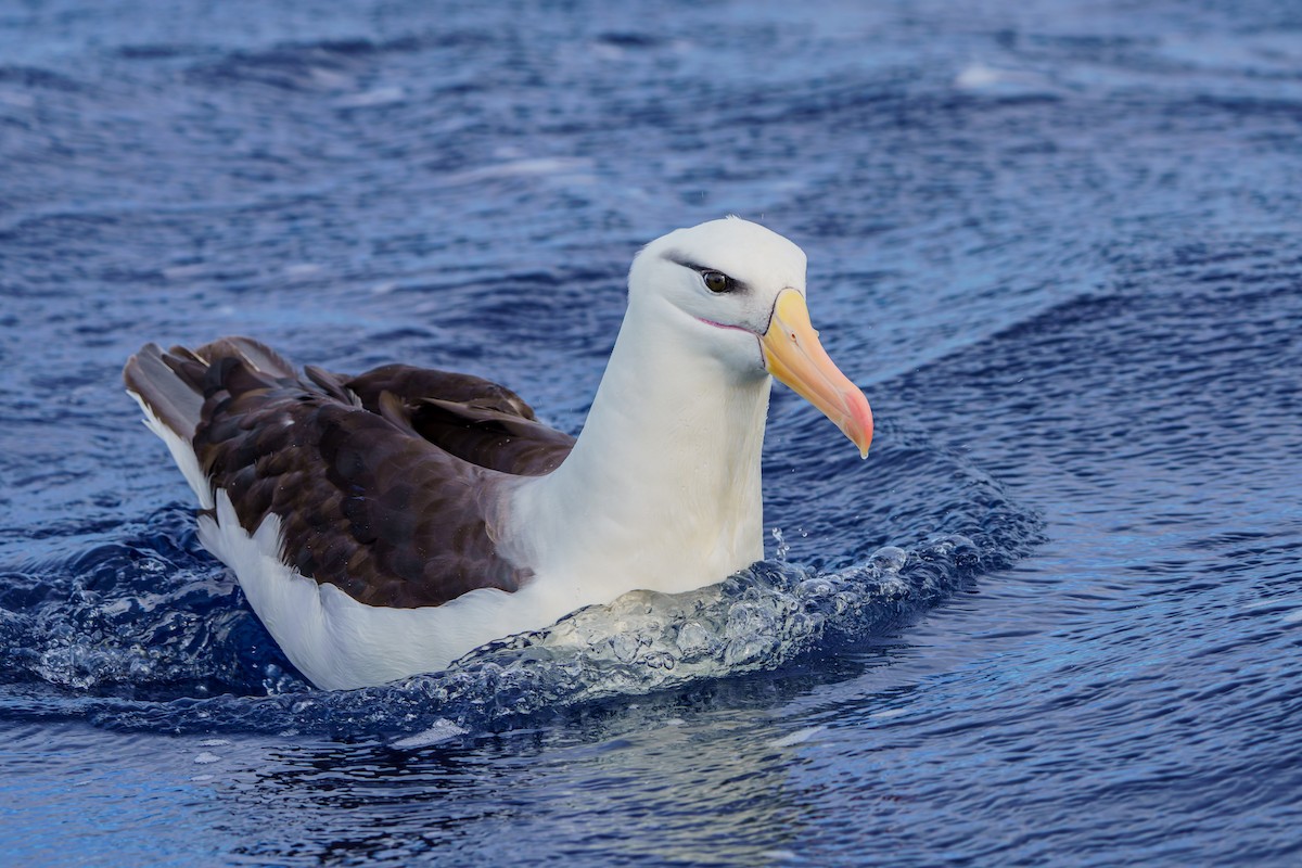 Чернобровый альбатрос (melanophris) - ML619926094