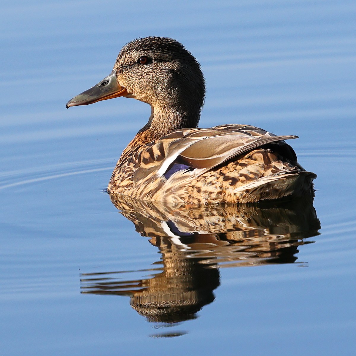 Canard colvert - ML619926095