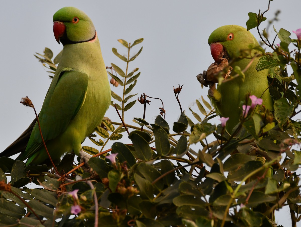 Rose-ringed Parakeet - ML619926148