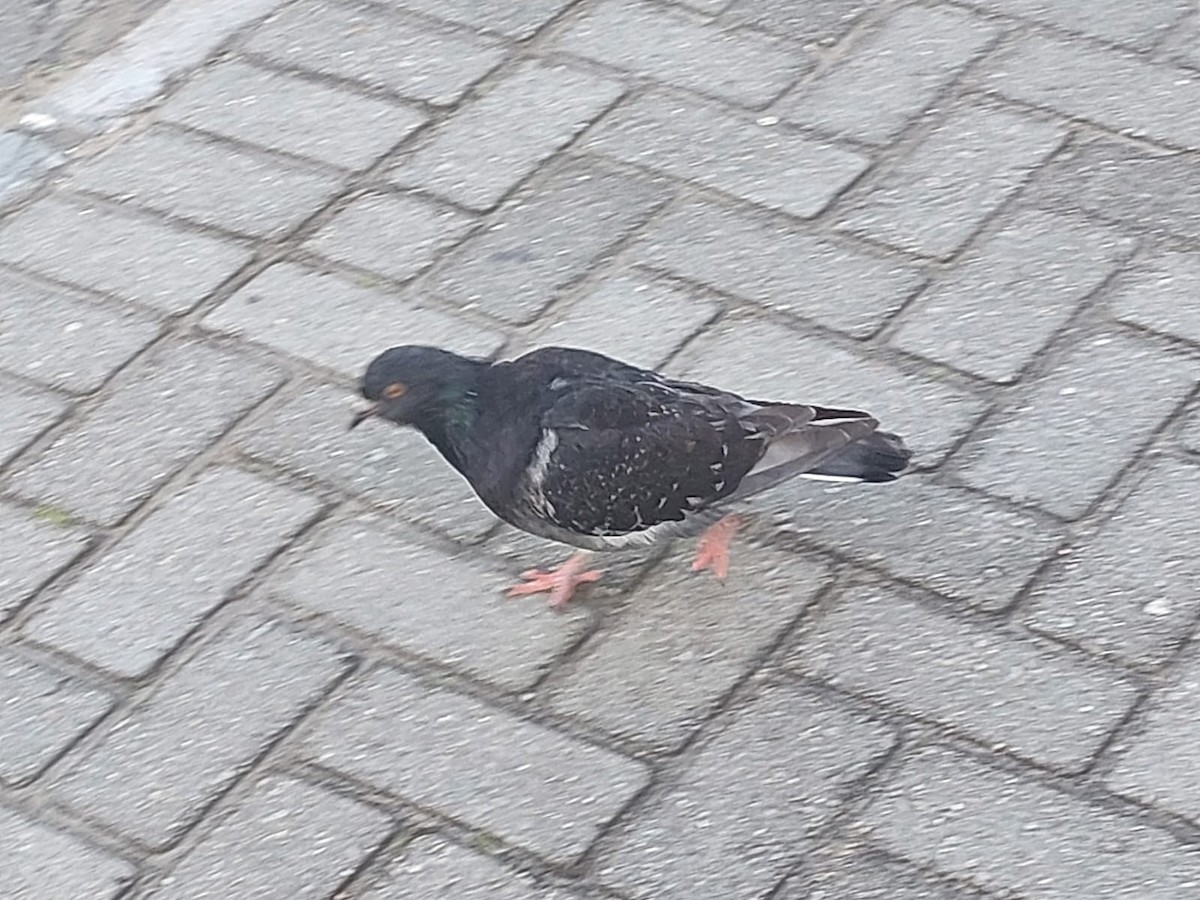 Rock Pigeon (Feral Pigeon) - ML619926162