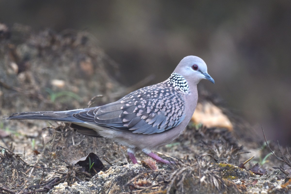 Spotted Dove - ML619926166