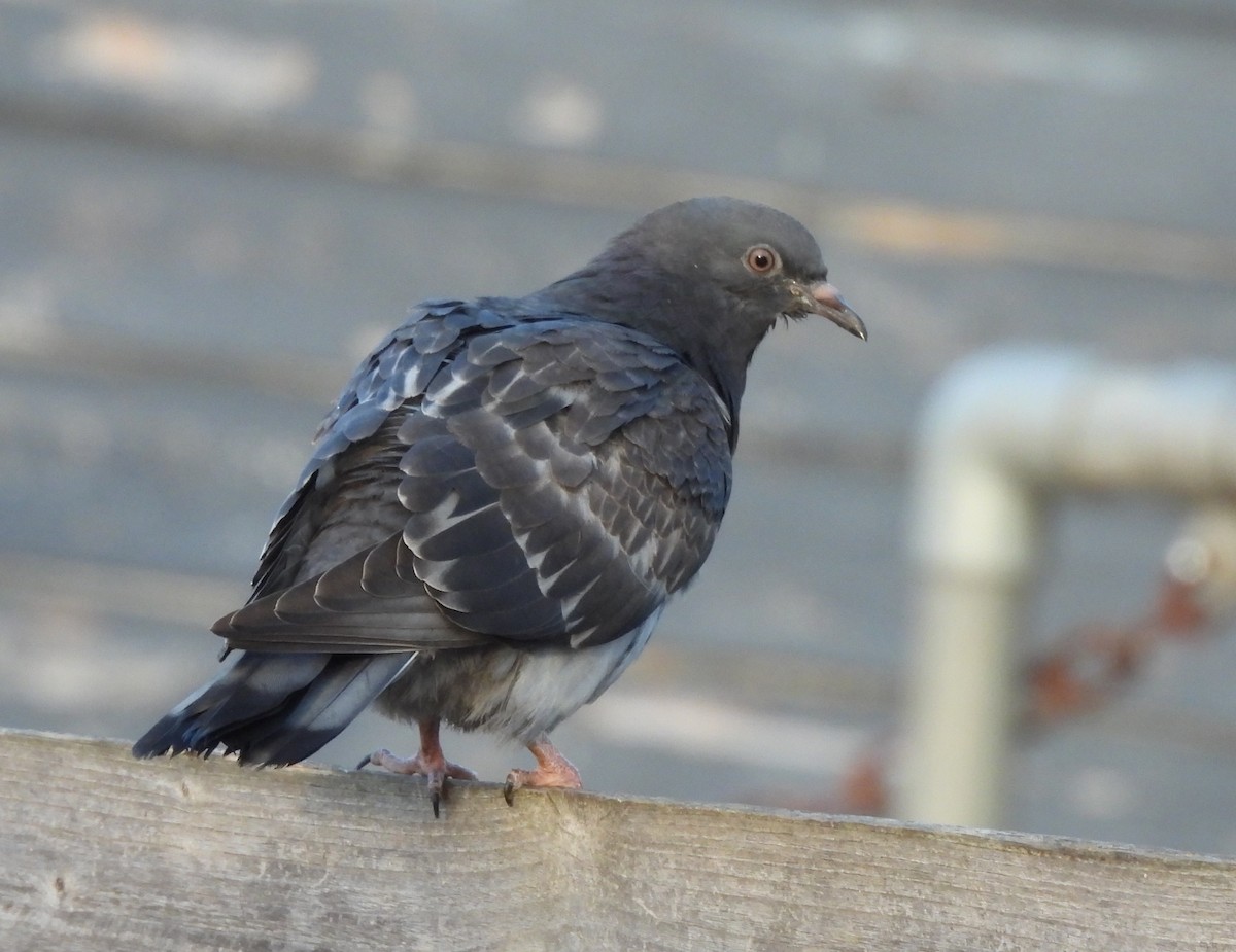 Rock Pigeon (Feral Pigeon) - ML619926167