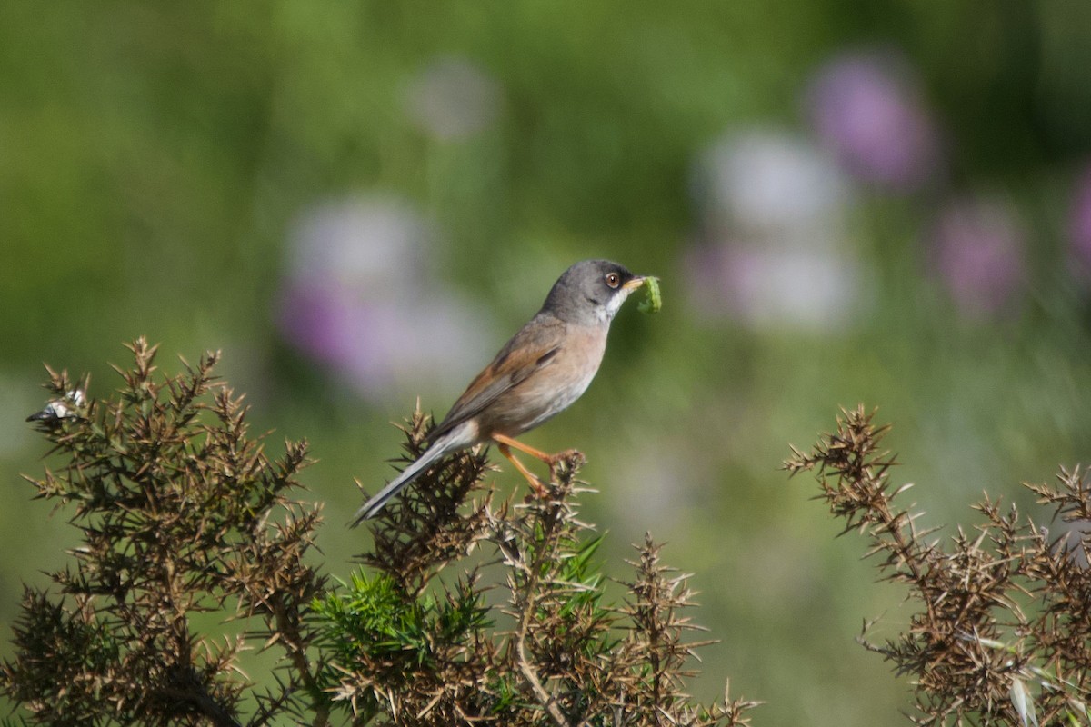 Spectacled Warbler - ML619926171