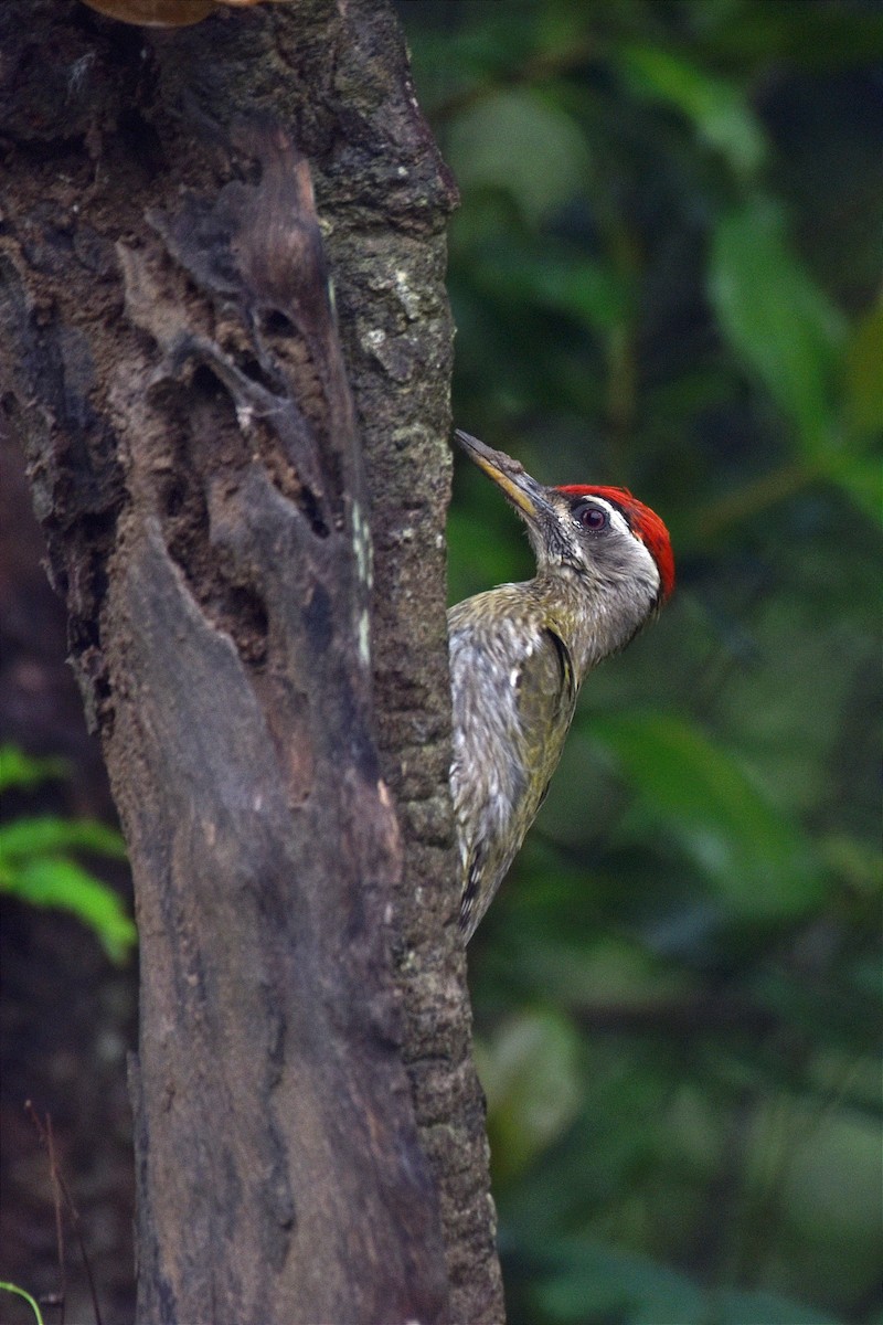 Streak-throated Woodpecker - ML619926174