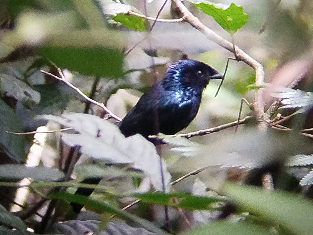 Lesser Racket-tailed Drongo - ML619926178