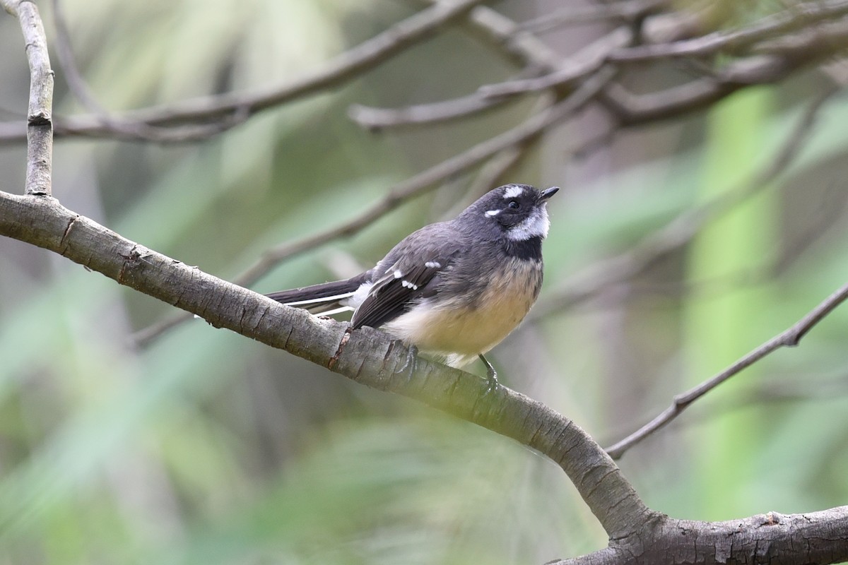 Gray Fantail - ML619926187