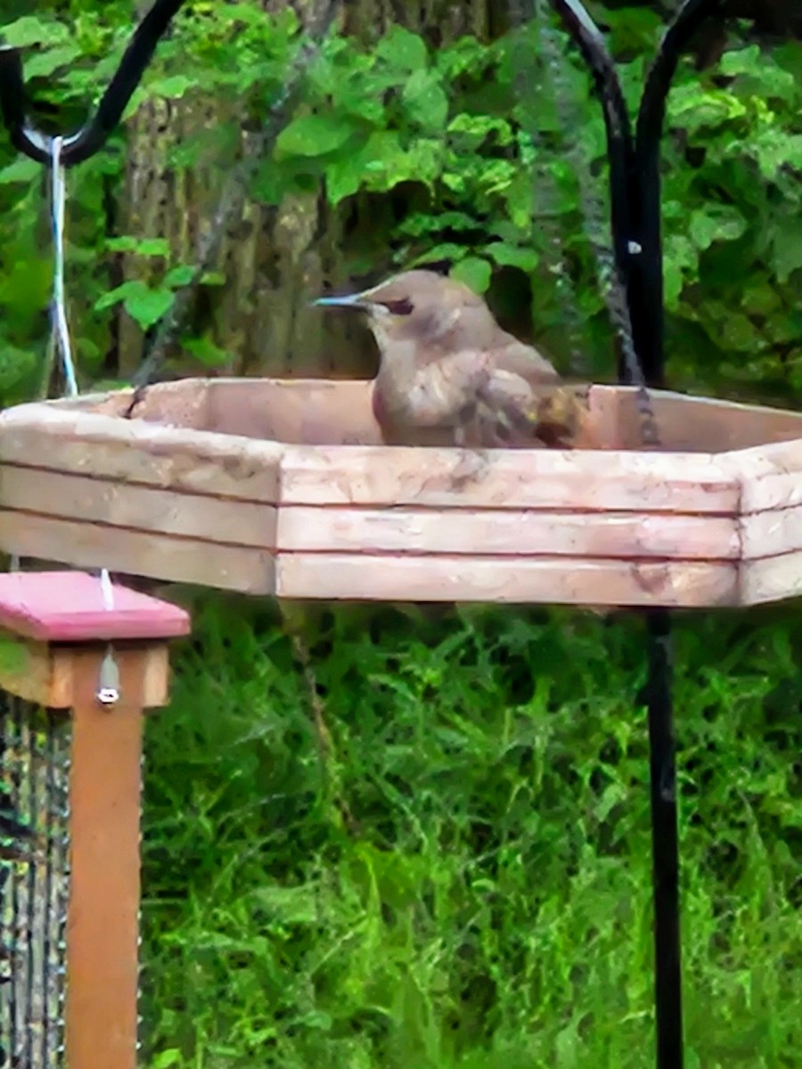 House Wren - ML619926192