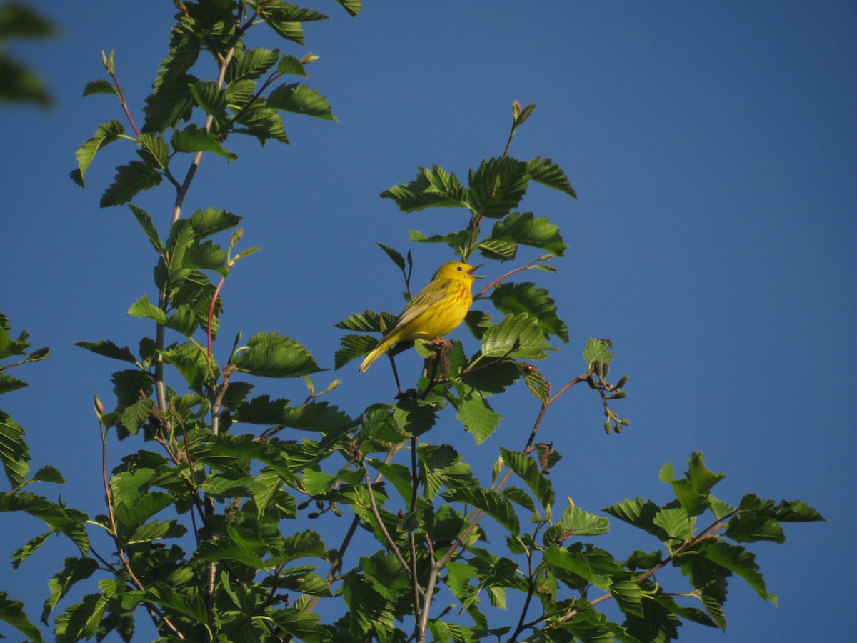 Yellow Warbler - ML619926194