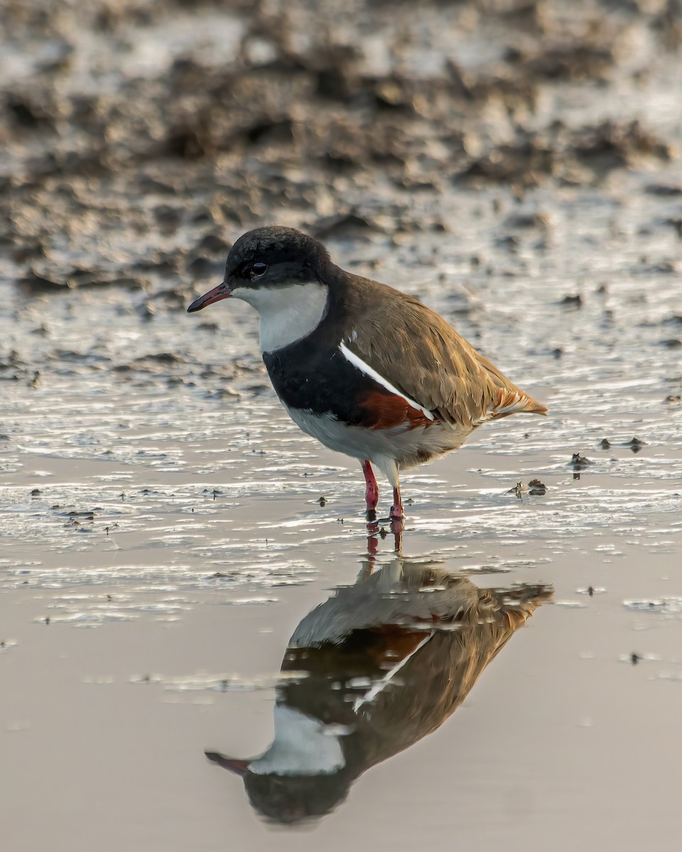 Red-kneed Dotterel - ML619926197